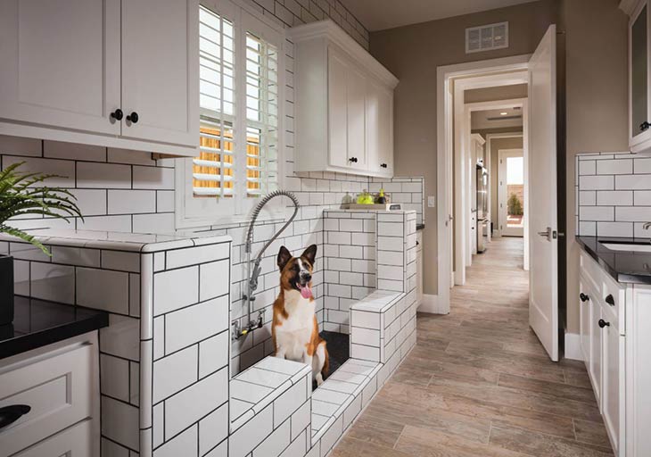 Photo of a dog in a washing station