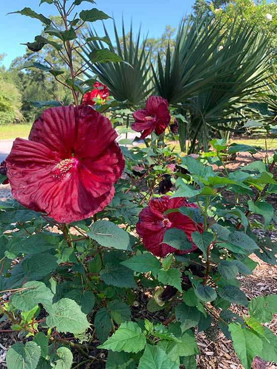 Photo of flowers at Firefly Meadow