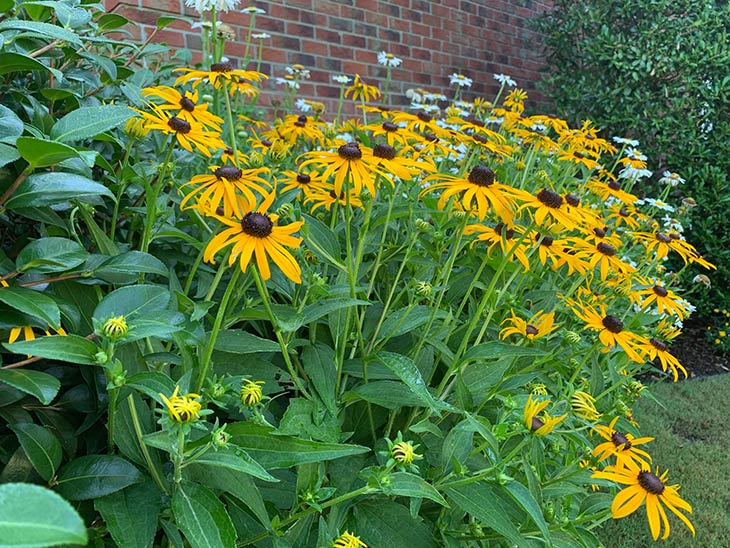 Photo of Black-eyed Susans
