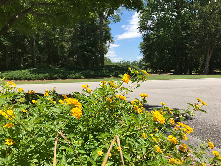 Photo of yellow flowers at Maple Creek