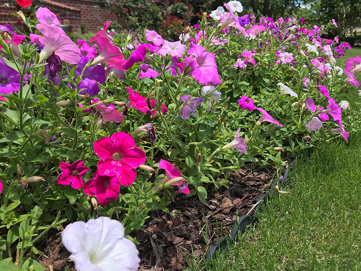 Photo of petunias at Maple Creek