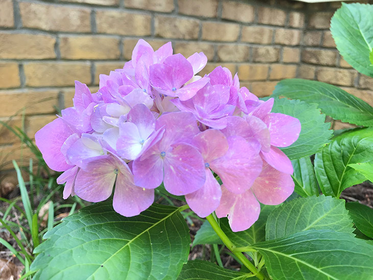 Photo of hydrangeas at Maple Creek