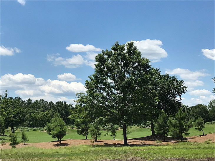 Photo of grounds at Maple Creek