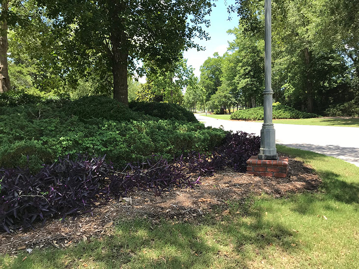 Photo of grounds at Maple Creek